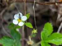 Scheinbockkäfer auf Walderdbeer Blüte